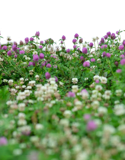 Load image into Gallery viewer, Low Grow™ No-Mow Lawn Mix – Clover &amp; Low-Maintenance Grass Alternative
