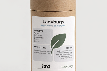 Ladybugs