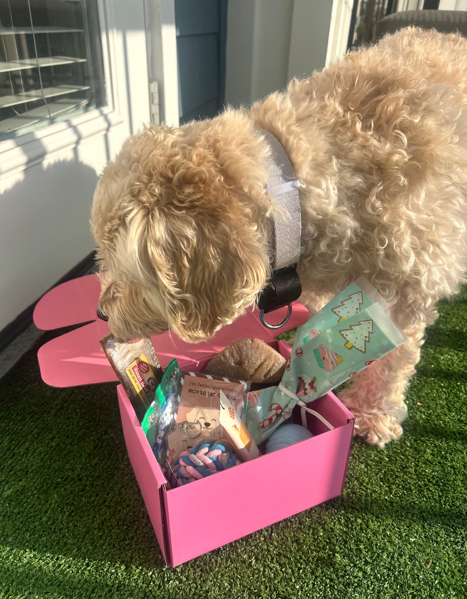 Pawliday Box