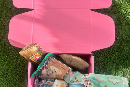 Pawliday Box