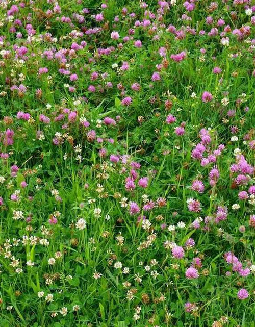 Load image into Gallery viewer, Low Grow™ No-Mow Lawn Mix – Clover &amp; Low-Maintenance Grass Alternative
