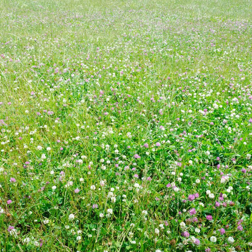 Load image into Gallery viewer, Low Grow™ No-Mow Lawn Mix – Clover &amp; Low-Maintenance Grass Alternative
