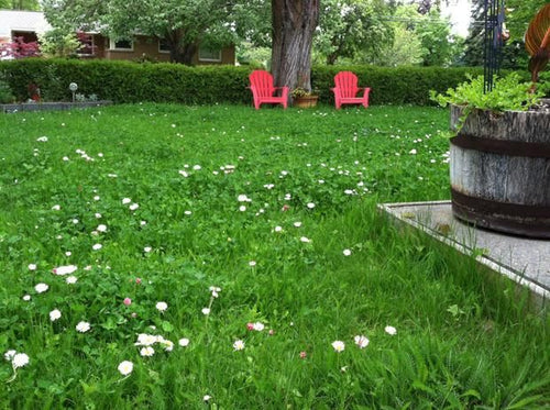 Load image into Gallery viewer, Low Grow™ No-Mow Lawn Mix – Clover &amp; Low-Maintenance Grass Alternative
