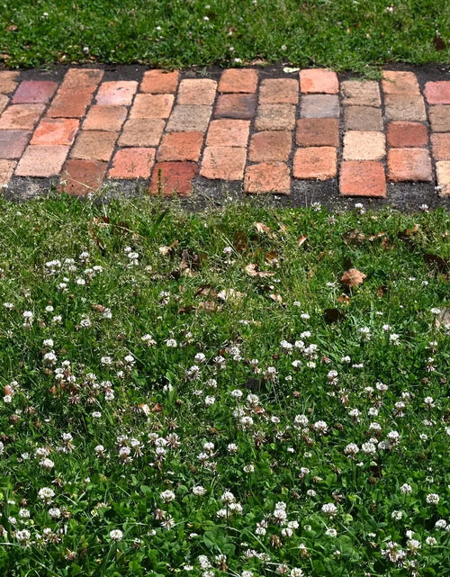 Load image into Gallery viewer, Low Grow™ No-Mow Lawn Mix – Clover &amp; Low-Maintenance Grass Alternative
